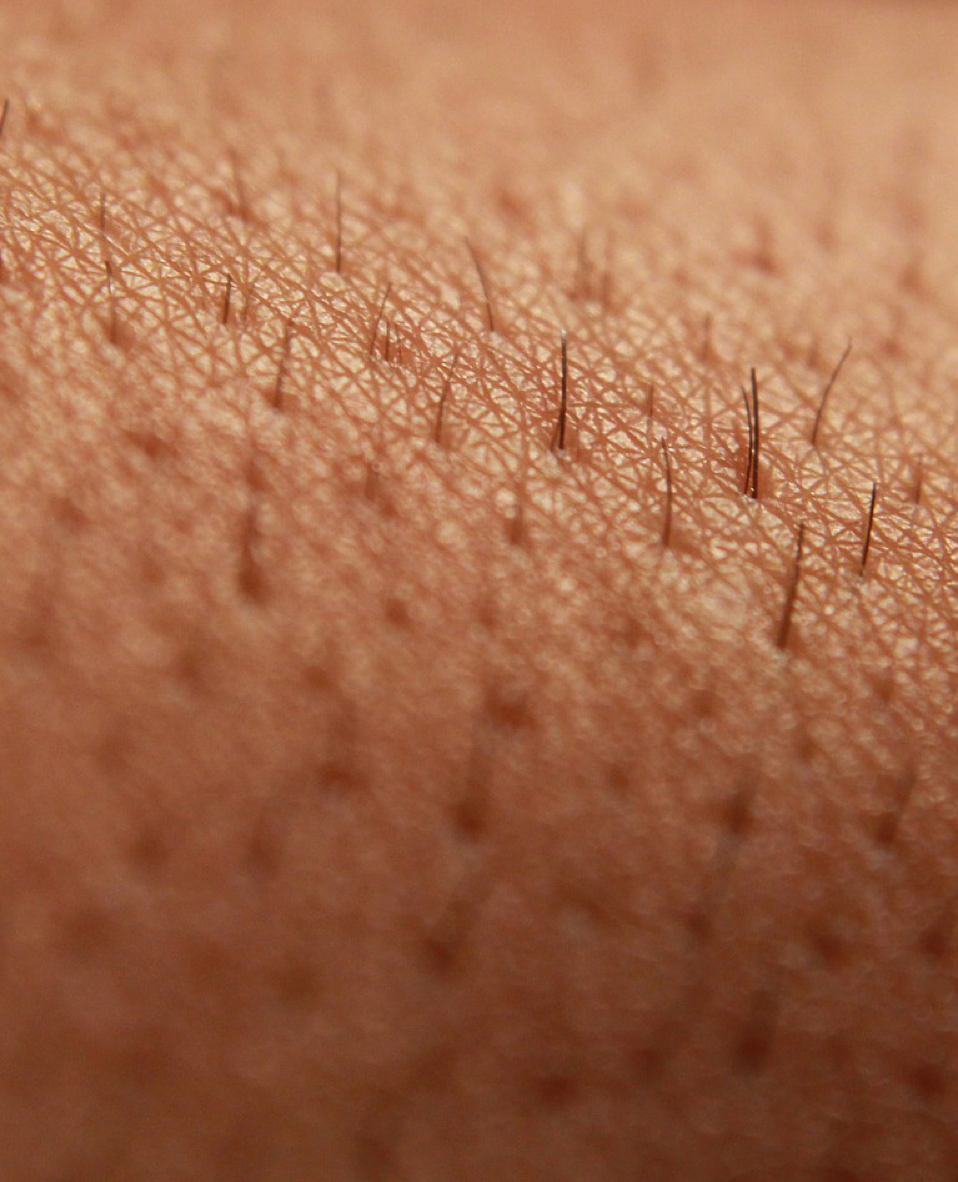 Unsere Haut ist eine wahres Wunderwerk!